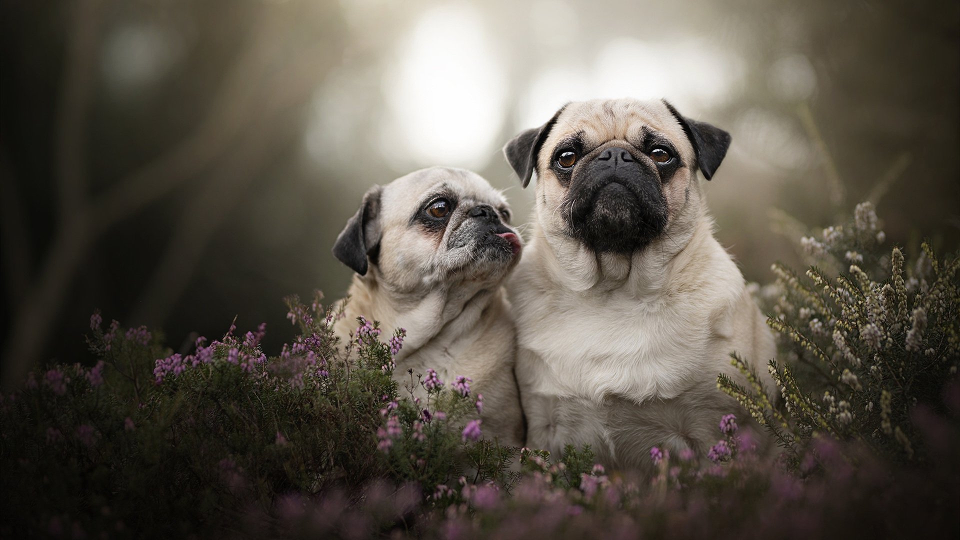 【团队配合】场上合作战术如何赢得比赛,团队上场方式