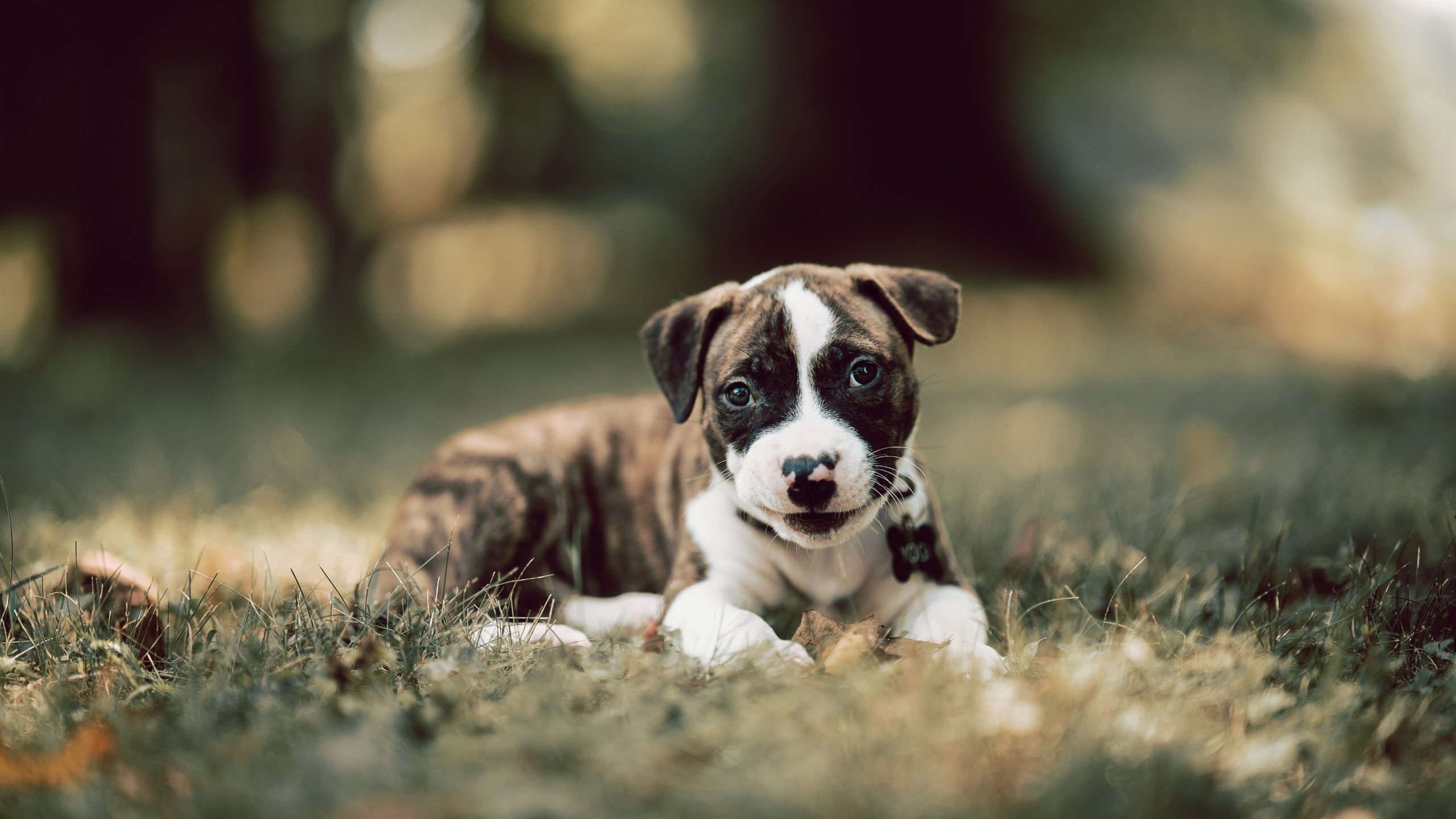 【团队配合】场上合作战术如何赢得比赛,团队上场方式