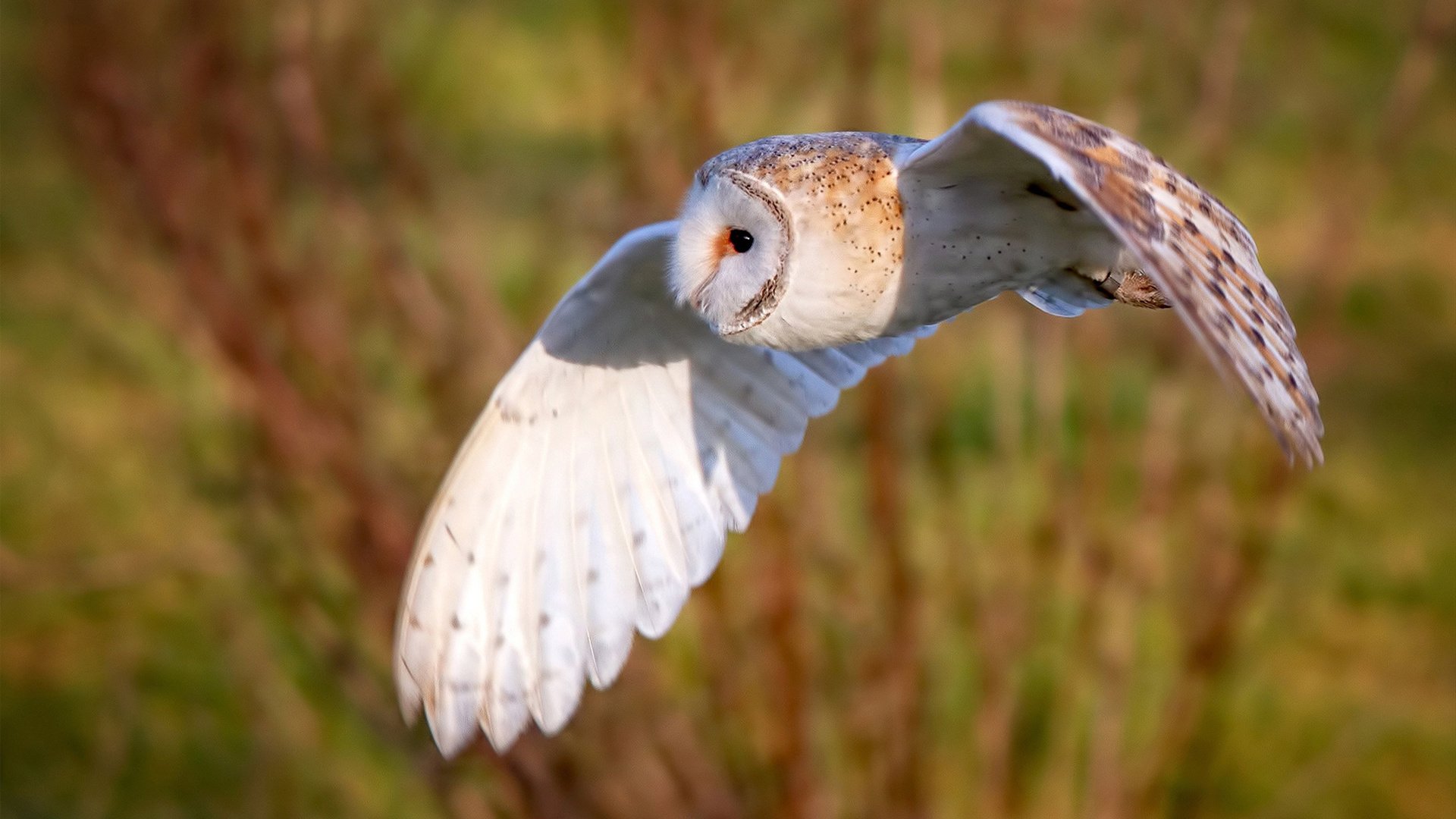 《电竞与高校合作：打造产学研一体化的新典范》，电竞学校和普通学校的区别