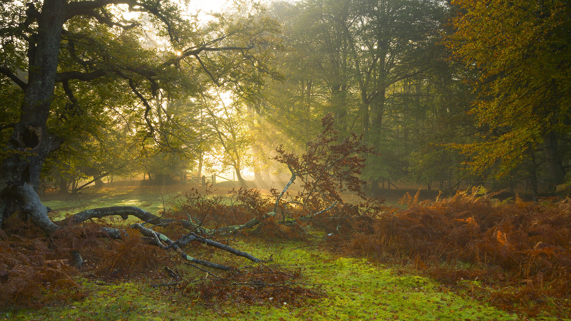 开云全站下载-公牛球馆引入“智能人脸识别入场系统”，提升安保效率，公牛队进场