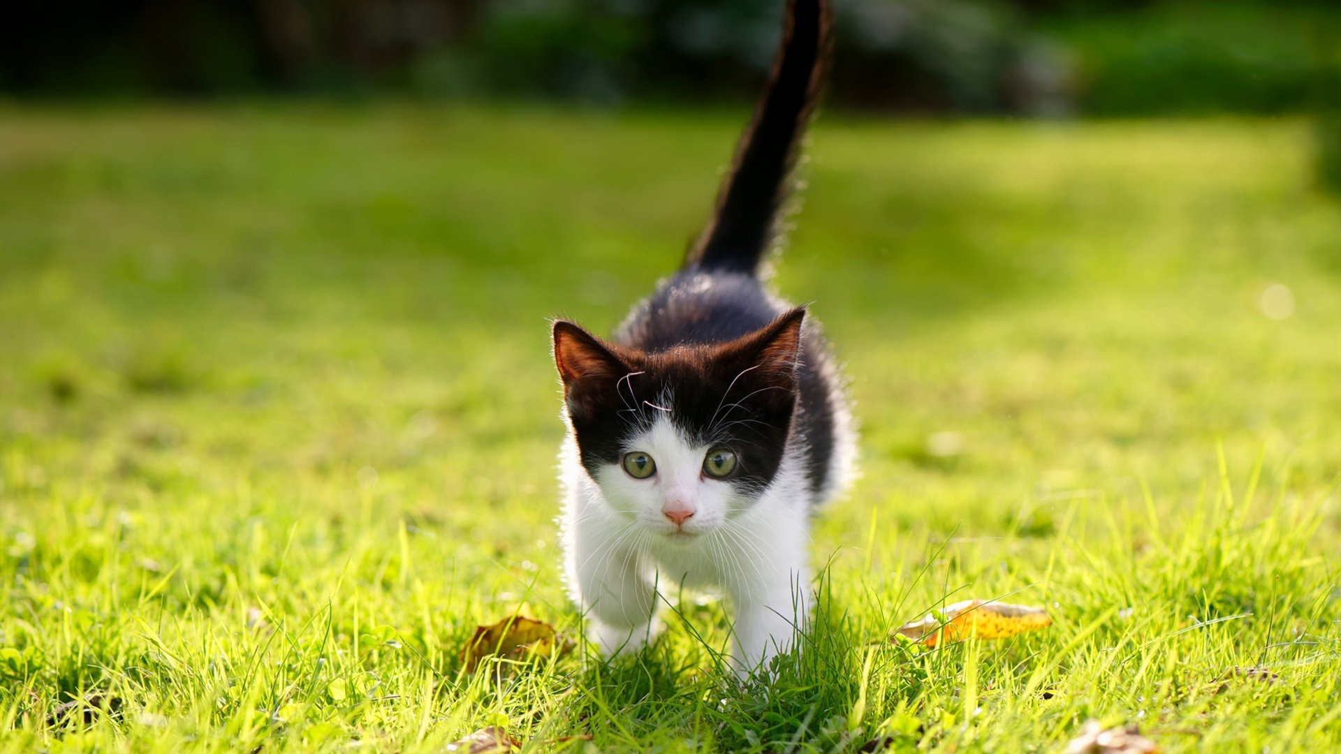 国字号球队体能测试标准全面升级，国字号足球队