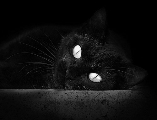 日本马术协会举办“Sinjska Alka”文化交流活动,促进传统文化传承。