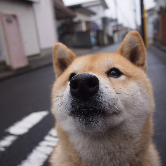 日本马术协会举办“Sinjska Alka”文化交流活动,促进传统文化传承。